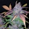 семена конопли элитных сортов Auto Fastberry feminised Fast Buds