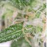 семена конопли курьером Purple Trainwreck feminised Humboldt Seeds