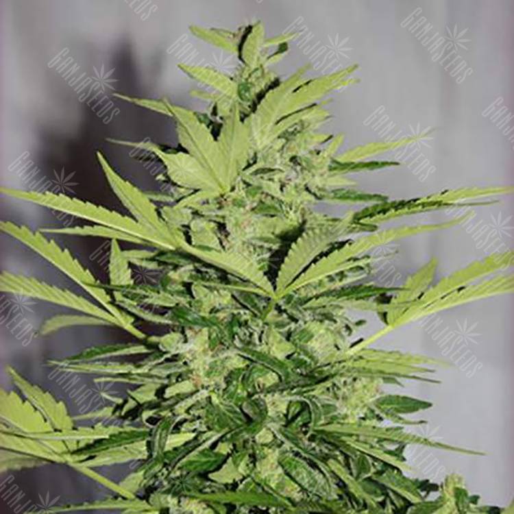 семена конопли медицинской Auto Supreme CBD Lemon OG feminised Nirvana Seeds