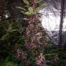 качественные семена конопли Auto Dark Devil feminised Sweet Seeds