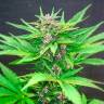 семена элитных сортов Auto Dark Devil feminised Sweet Seeds