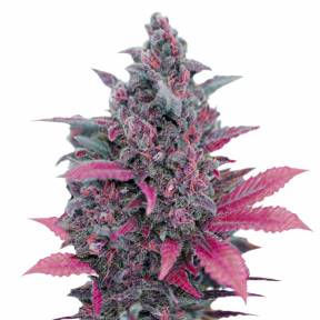 Auto Dark Devil feminised Sweet Seeds