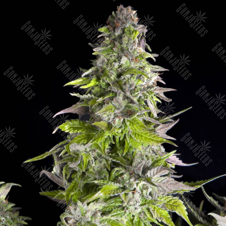 семена конопли дешево Romulan feminised Pyramid Seeds