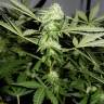заказ семян конопли Спб Somango XL feminised Royal Queen
