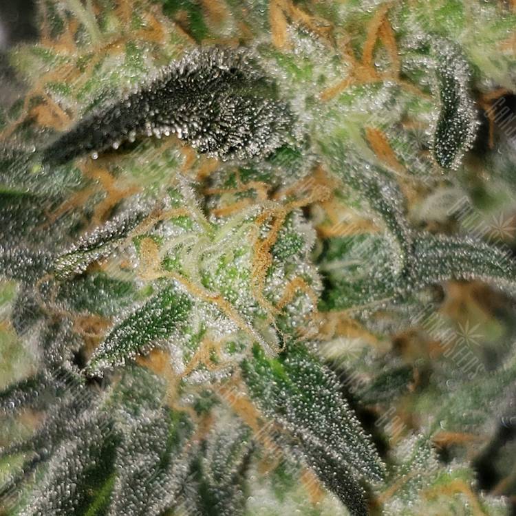 семена конопли марихуаны Killer Kush F1 Fast Version feminised Sweet Seeds