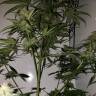 семена конопли аутдор Killer Kush F1 Fast Version feminised Sweet Seeds