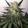 семена конопли в интернете Killer Kush F1 Fast Version feminised Sweet Seeds