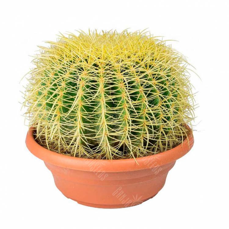 Семена кактуса Echinocactus Grusonii