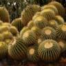 Купить семена кактуса Echinocactus Grusonii