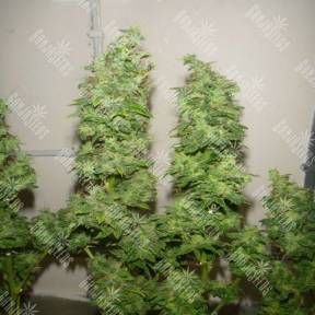 Tangerine Dream feminised Ganja Seeds
