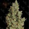купить семена конопли Tangerine Dream fem по низкой цене