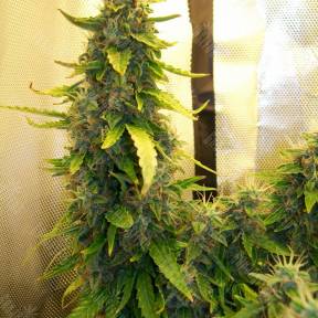 Russian Widow feminised Ganja Seeds