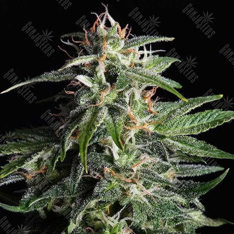 семена конопли купить онлайн Auto Sour Diesel feminised