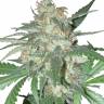 Juggernaut feminised GanjaVIP Seeds