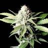 Juggernaut feminised GanjaVIP Seeds