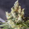 заказать семена конопли с доставкой Auto Big Devil #2 regular