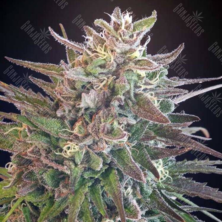 семена индийской конопли Hercules regular Ganja Seeds