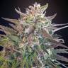 семена индийской конопли Hercules regular Ganja Seeds