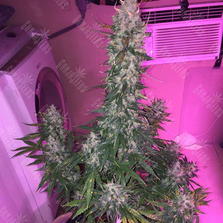 мощные семена конопли Auto Siberian Haze regular