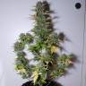 семена конопли дешево Auto G14 feminised Fast Buds