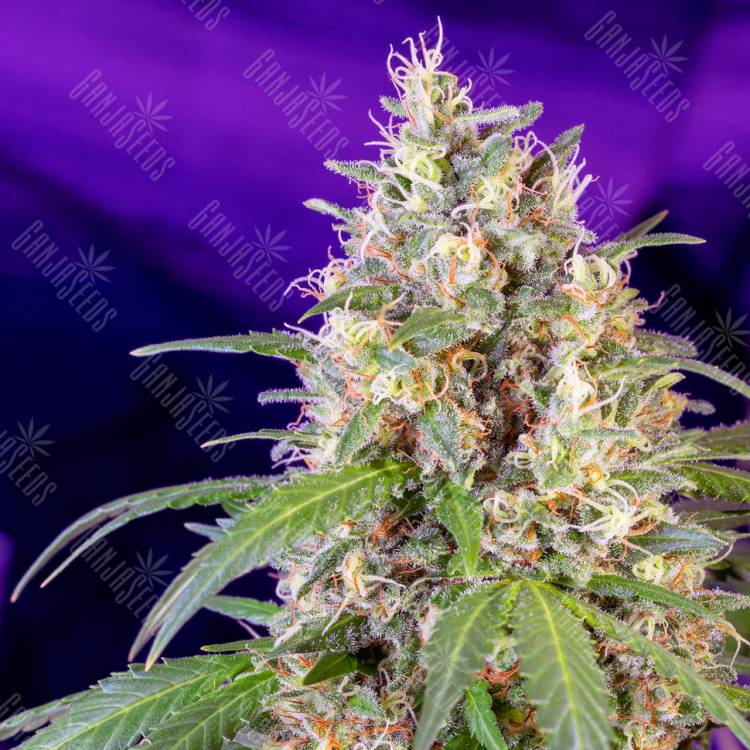 семена конопли Auto Fast Bud #2 feminised Sweet Seeds