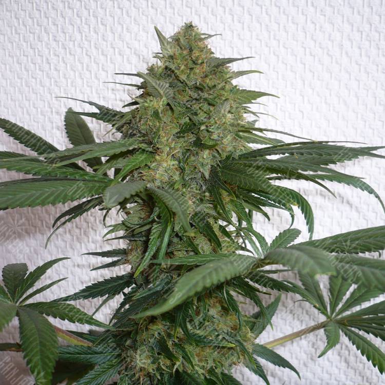 семена конопли гидропоники Mohan Ram feminised Sweet Seeds