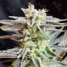 Sugar Black Rose feminised Ganja Seeds Fast Version купить семена конопли дешевые семена конопли в интернете