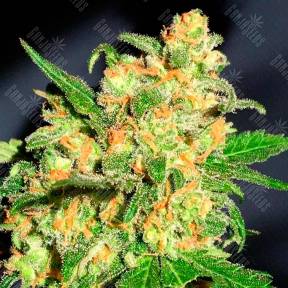 Auto Bruce Banner feminised Ganja Seeds