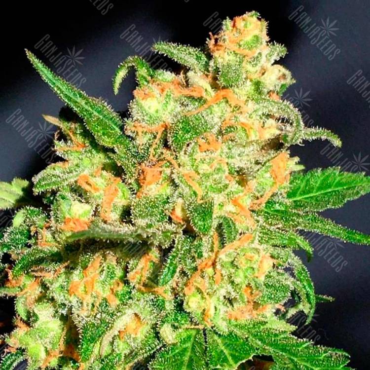 Семена Auto Bruce Banner feminised Ganja Seeds