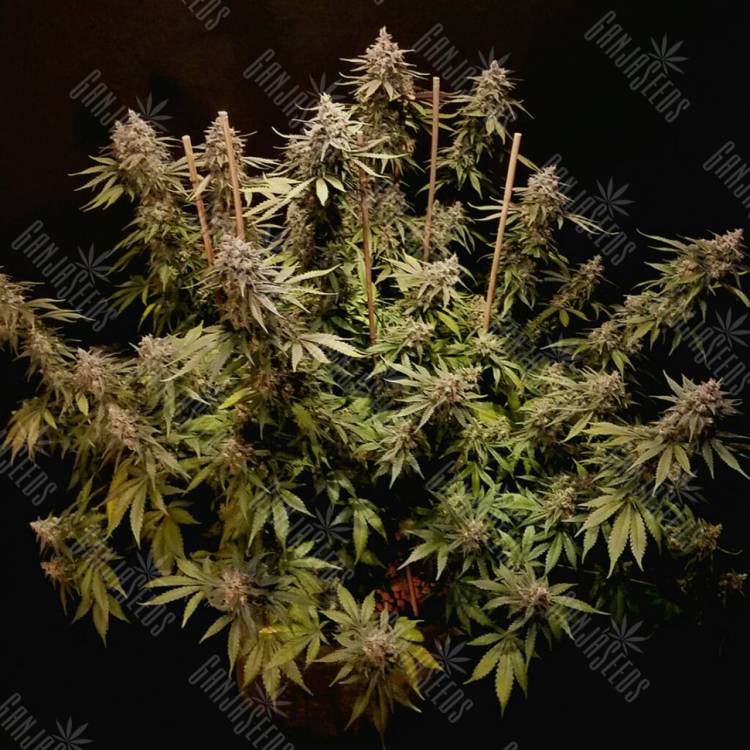 Mazar feminised Dutch Passion Seeds