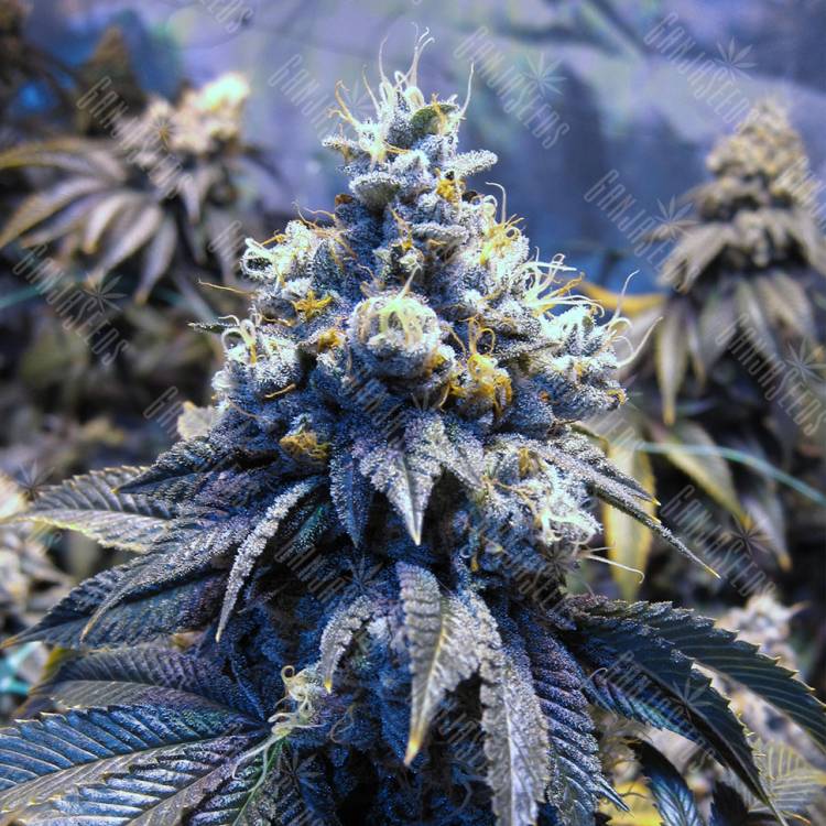 семена сортовой конопли Auto Sinevir regular