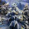 семена сортовой конопли Auto Sinevir regular