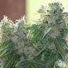 регулярные семена конопли купить Auto Sinevir regular
