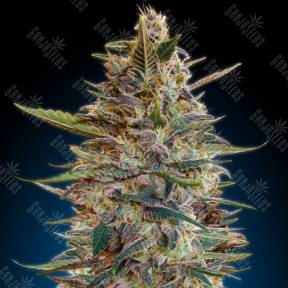 Auto Blue Diesel feminised Advanced Seeds