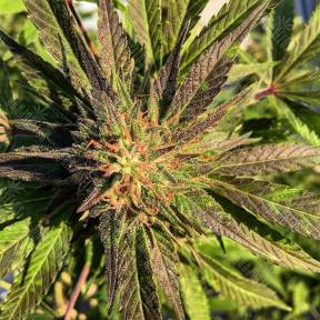 Sour Blueberry feminised Humboldt Seeds