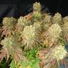 семена конопли для посадки купить Sour Blueberry feminised Humboldt Seeds