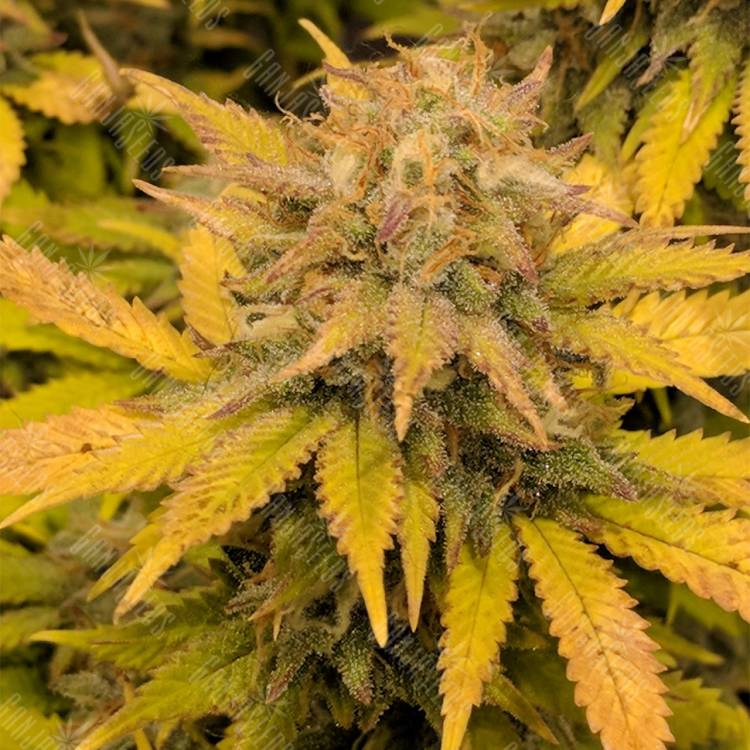 купить семена конопли Aurora Indica feminised Nirvana Seeds