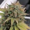 семена конопли Aurora Indica feminised Nirvana Seeds