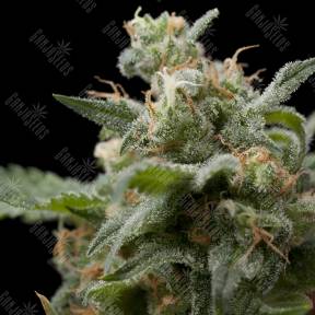 Super Hash feminised Pyramid Seeds