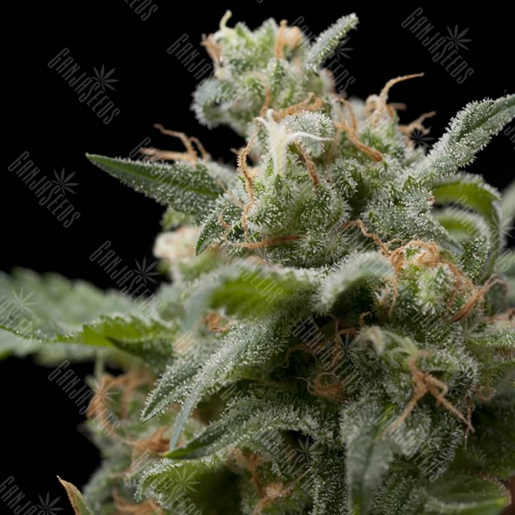 мощные семена конопли Super Hash feminised Pyramid Seeds