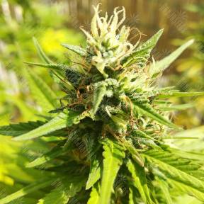 Special Kush 1 feminised Royal Queen