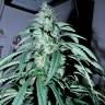 семена индийской конопли Psicodelicia feminised Sweet Seeds