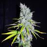 Семена медицинких сортов Auto Haze CBD feminised Ganja Seeds