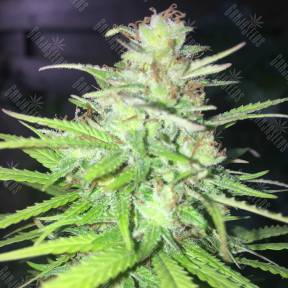 Auto Mango feminised Ganja Seeds