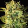 семена конопли для выращивания Auto Mango feminised