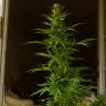 Auto Elektra feminised GanjaVIP Seeds