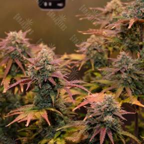Night Queen feminised Dutch Passion Seeds