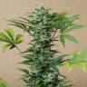 Auto Roadrunner feminised Dinafem Seeds