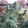 семена конопли Россия Hollands Hope regular Ganja Seeds