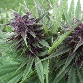 Hollands Hope regular Ganja Seeds